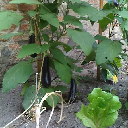 Apartment Ca' Ermina & Garden *