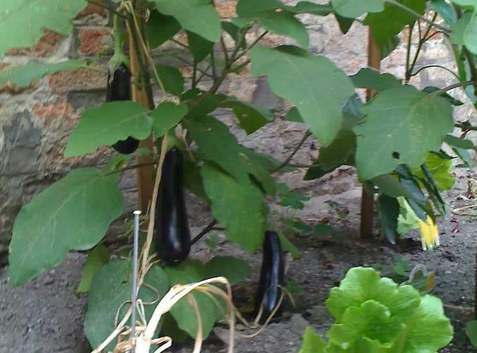 Appartamento Ca' Ermina & Garden *