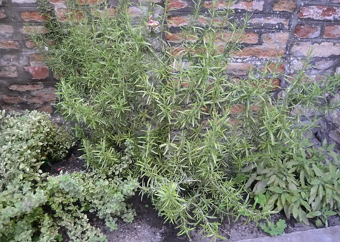 Ca' Ermina & Garden Appartamento