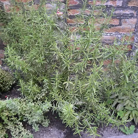 Ca' Ermina & Garden Apartament